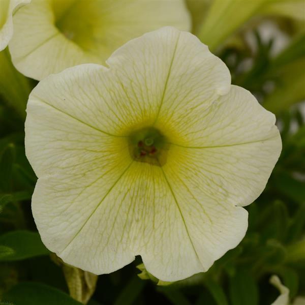 Starlet™ Yellow Petunia - Bloom