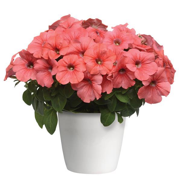 Starlet™ Salmon Red Vein Petunia - Container