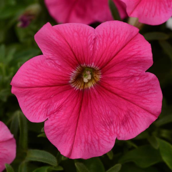 Starlet™ Dark Pink Petunia - Bloom