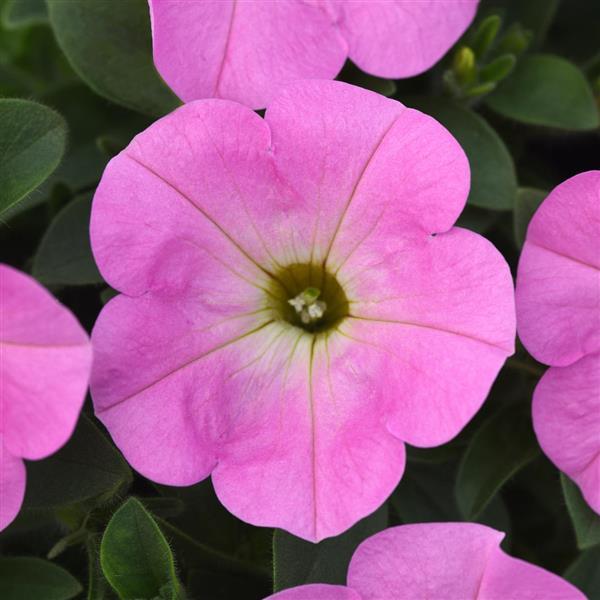 Starlet™ Light Pink Petunia - Bloom