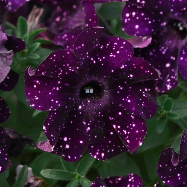 Starlet™ Midnight Sky Petunia - Bloom