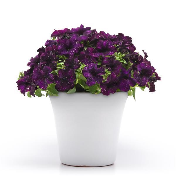 Starlet™ Midnight Sky Petunia - Container