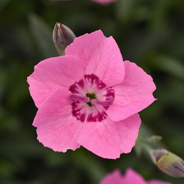 Dianthus Mountain Frost™ Pink Carpet - Bloom