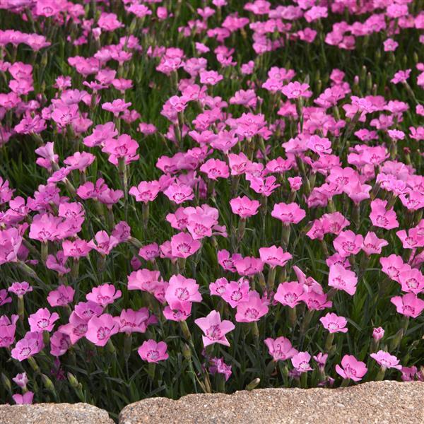 Dianthus Mountain Frost™ Pink Carpet - Landscape