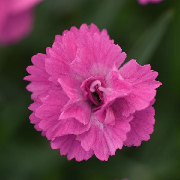 Dianthus Mountain Frost™ Pink PomPom - Bloom