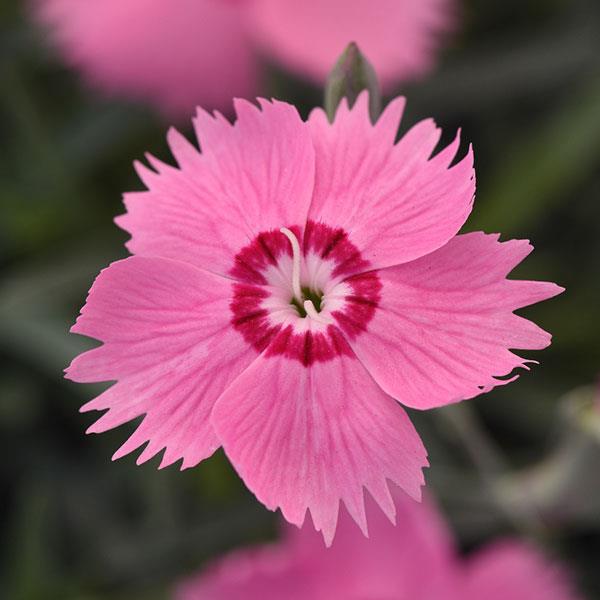 Dianthus Mountain Frost™ Pink Twinkle - Bloom