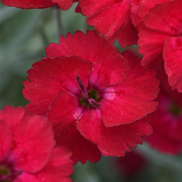 Dianthus Mountain Frost™ Red Garnet - Bloom