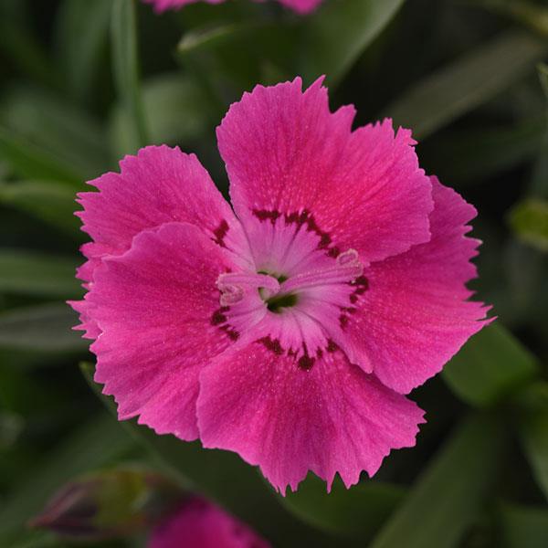 Dianthus Mountain Frost™ Rose Bouquet - Bloom