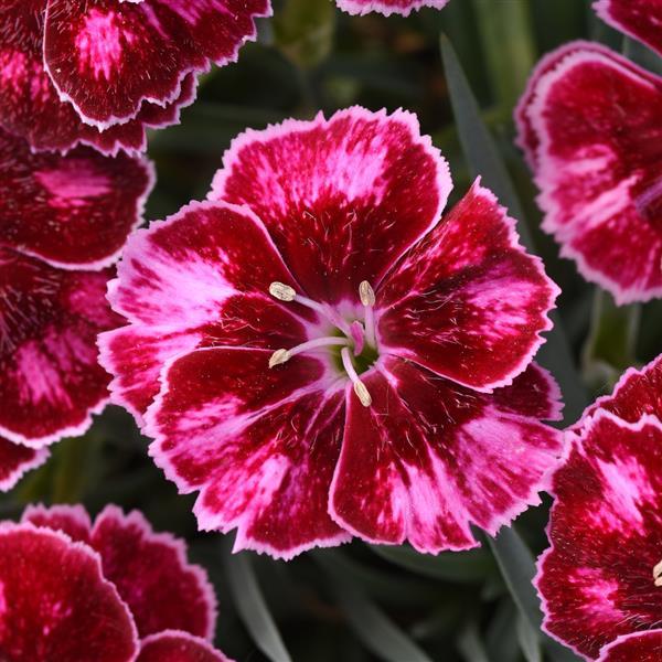 Dianthus Mountain Frost™ Ruby Glitter - Bloom