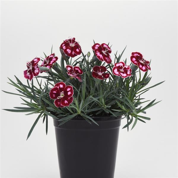 Dianthus Mountain Frost™ Ruby Glitter - Container