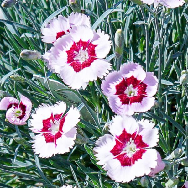 Dianthus Mountain Frost™ Ruby Snow - Bloom