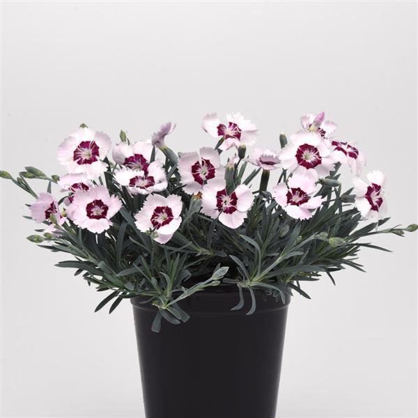 Dianthus Mountain Frost™ Ruby Snow - Container