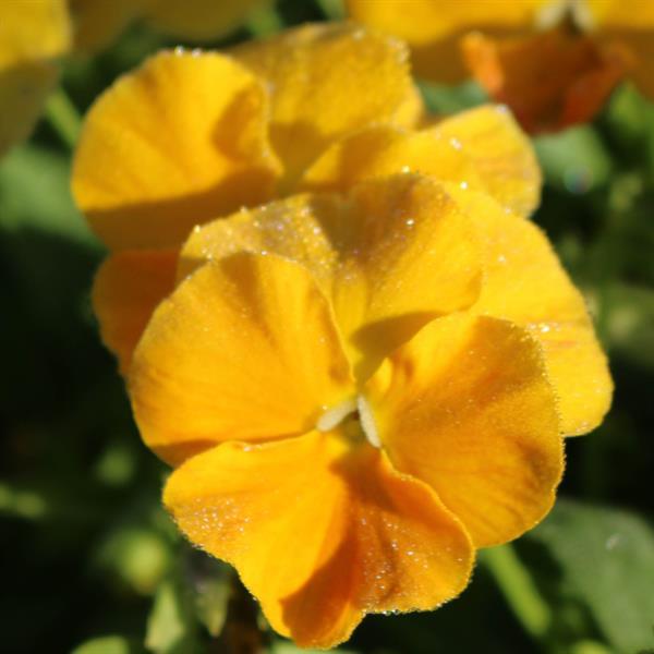 Viola Halo Golden Yellow - Bloom