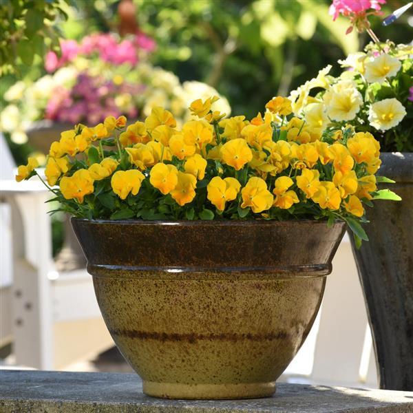 Viola Halo Golden Yellow - Container
