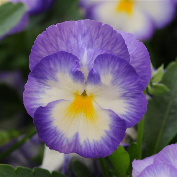 Viola Halo Lilac - Bloom