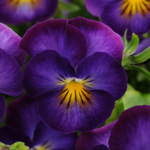 Viola Halo Violet - Bloom