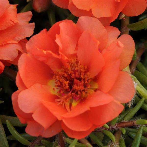 Happy Trails™ Orange Portulaca - Bloom