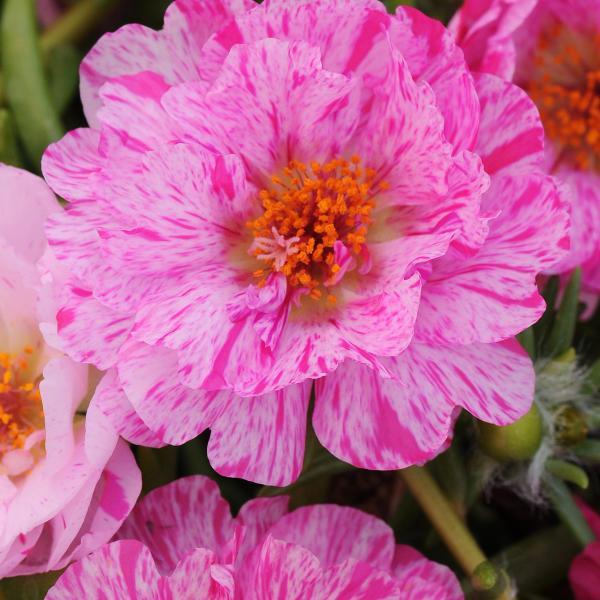 Happy Trails™ Peppermint Portulaca - Bloom