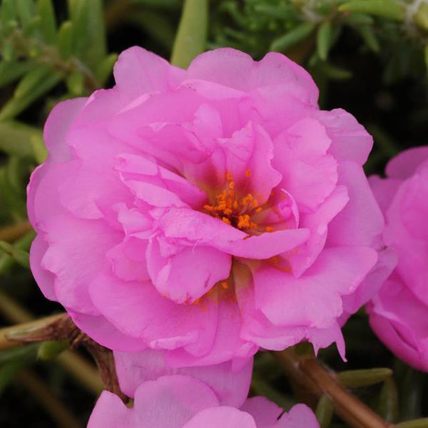 Happy Trails™ Pink Portulaca - Bloom