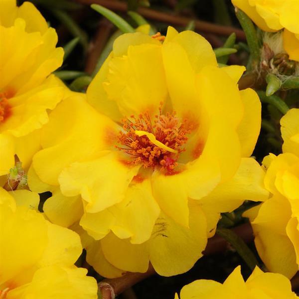 Happy Trails™ Yellow Portulaca - Bloom
