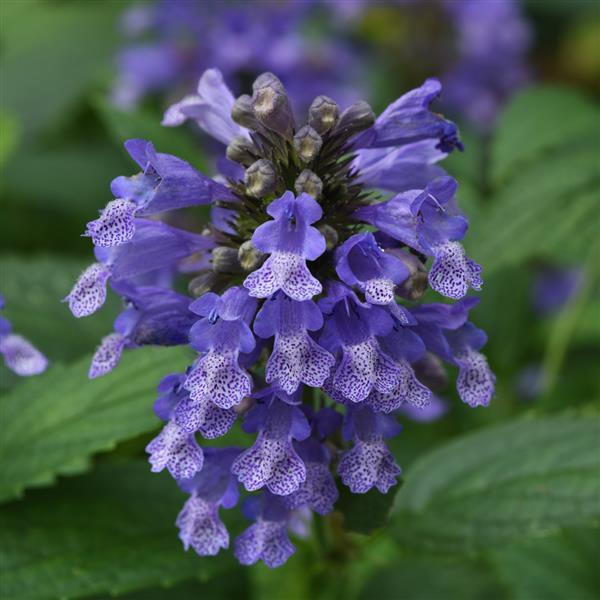 Nepeta subsessilis Prelude™ Blue - Bloom