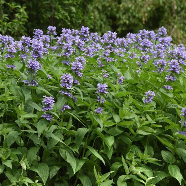 Nepeta subsessilis Prelude™ Blue - Commercial Landscape 1