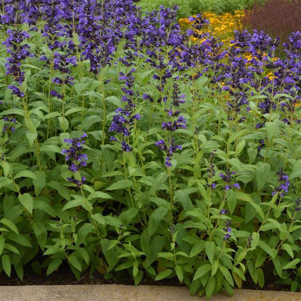 Nepeta subsessilis Prelude™ Blue - Commercial Landscape 2