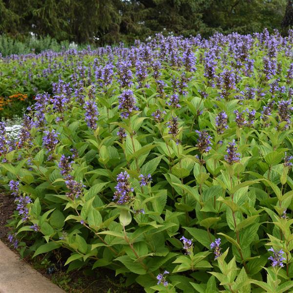 Nepeta subsessilis Prelude™ Blue - Commercial Landscape 3