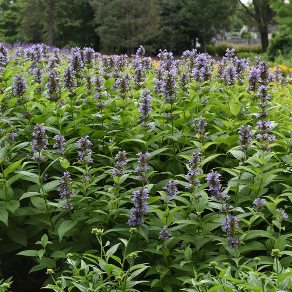 Nepeta subsessilis Prelude™ Blue - Commercial Landscape 4
