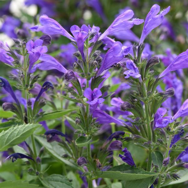 Nepeta subsessilis Prelude™ Purple - Bloom