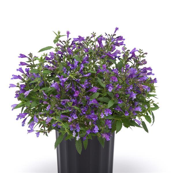 Nepeta subsessilis Prelude™ Purple - Container