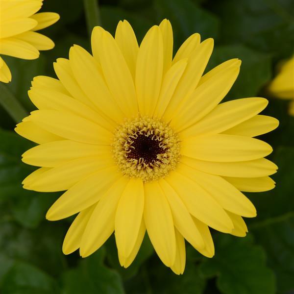 ColorBloom™ Yellow with Dark Eye Gerbera - Bloom