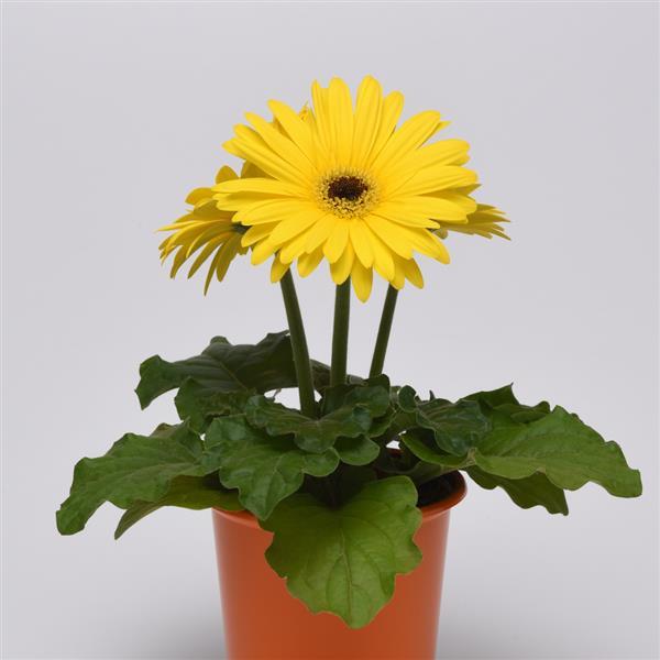 ColorBloom™ Yellow with Dark Eye Gerbera - Container