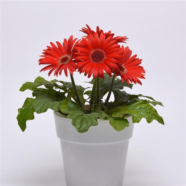 ColorBloom™ Red with Dark Eye Gerbera - Container