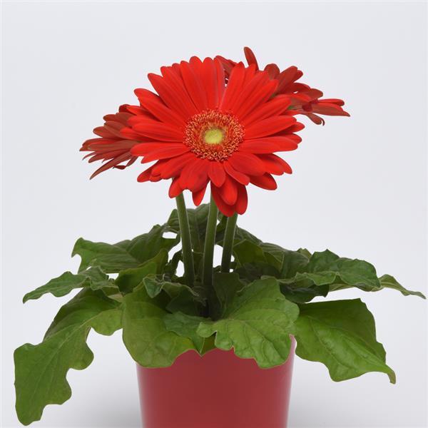 ColorBloom™ Red with Light Eye Gerbera - Container