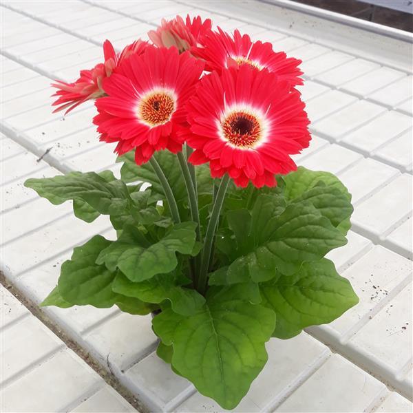 ColorBloom™ Bicolor Red White Gerbera - Bloom