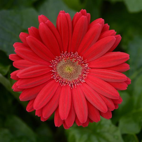 ColorBloom™ Deep Rose with Light Eye Gerbera - Bloom