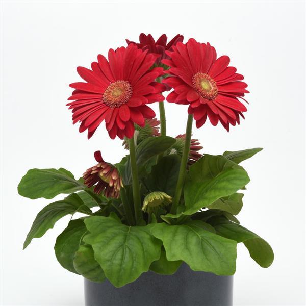 ColorBloom™ Deep Rose with Light Eye Gerbera - Container