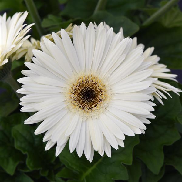 ColorBloom™ White with Dark Eye Gerbera - Bloom