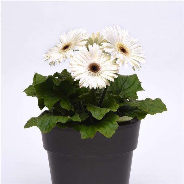 ColorBloom™ White with Dark Eye Gerbera - Container