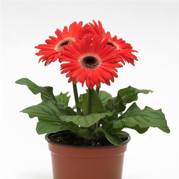 ColorBloom™ Watermelon with Dark Eye Gerbera - Container