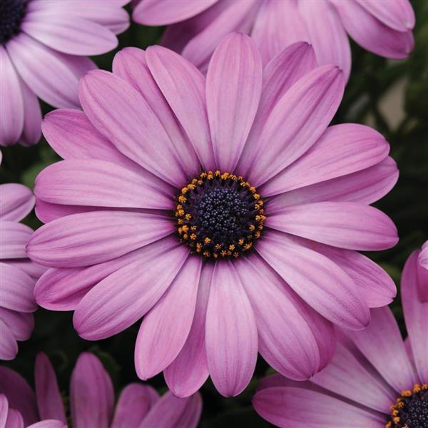 Akila® Lavender Shades Osteospermum - Bloom