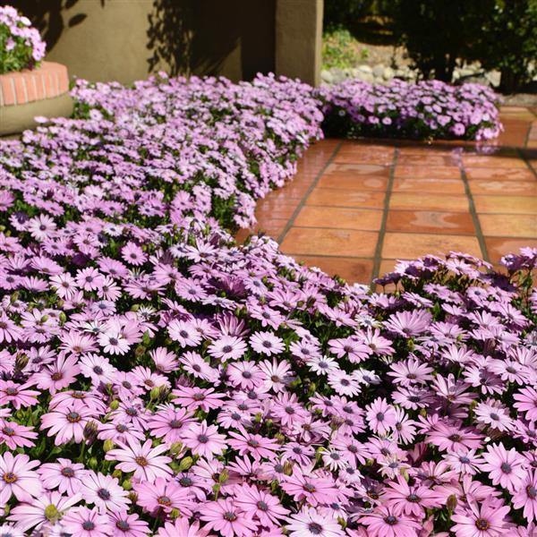 Akila® Lavender Shades Osteospermum - Landscape