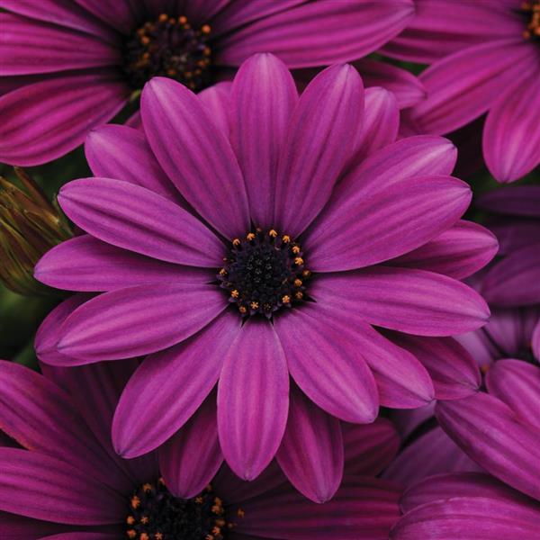 Akila® Purple Osteospermum - Bloom