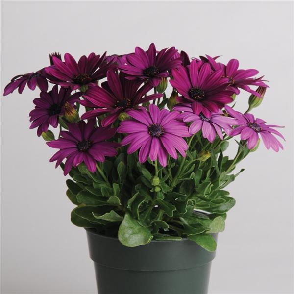 Akila® Purple Osteospermum - Container