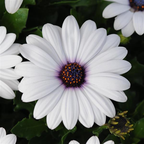 Akila® White Osteospermum - Bloom