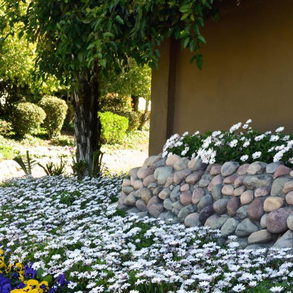 Akila® White Osteospermum - Landscape