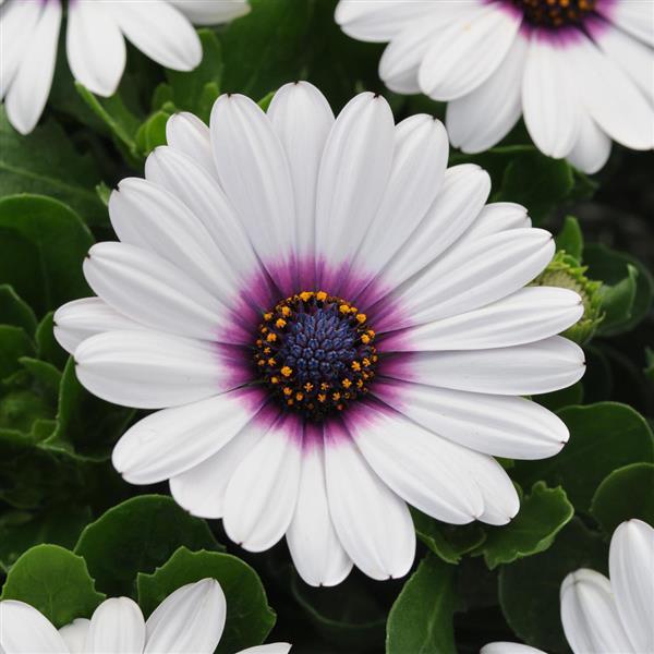 Akila® White Purple Eye Osteospermum - Bloom