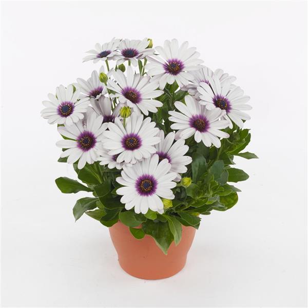 Akila® White Purple Eye Osteospermum - Container