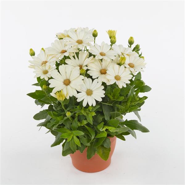 Akila® Daisy White Osteospermum - Container